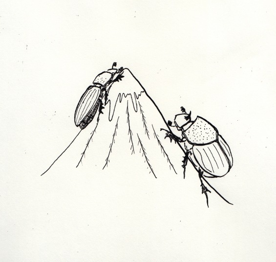 beetles on a mountain